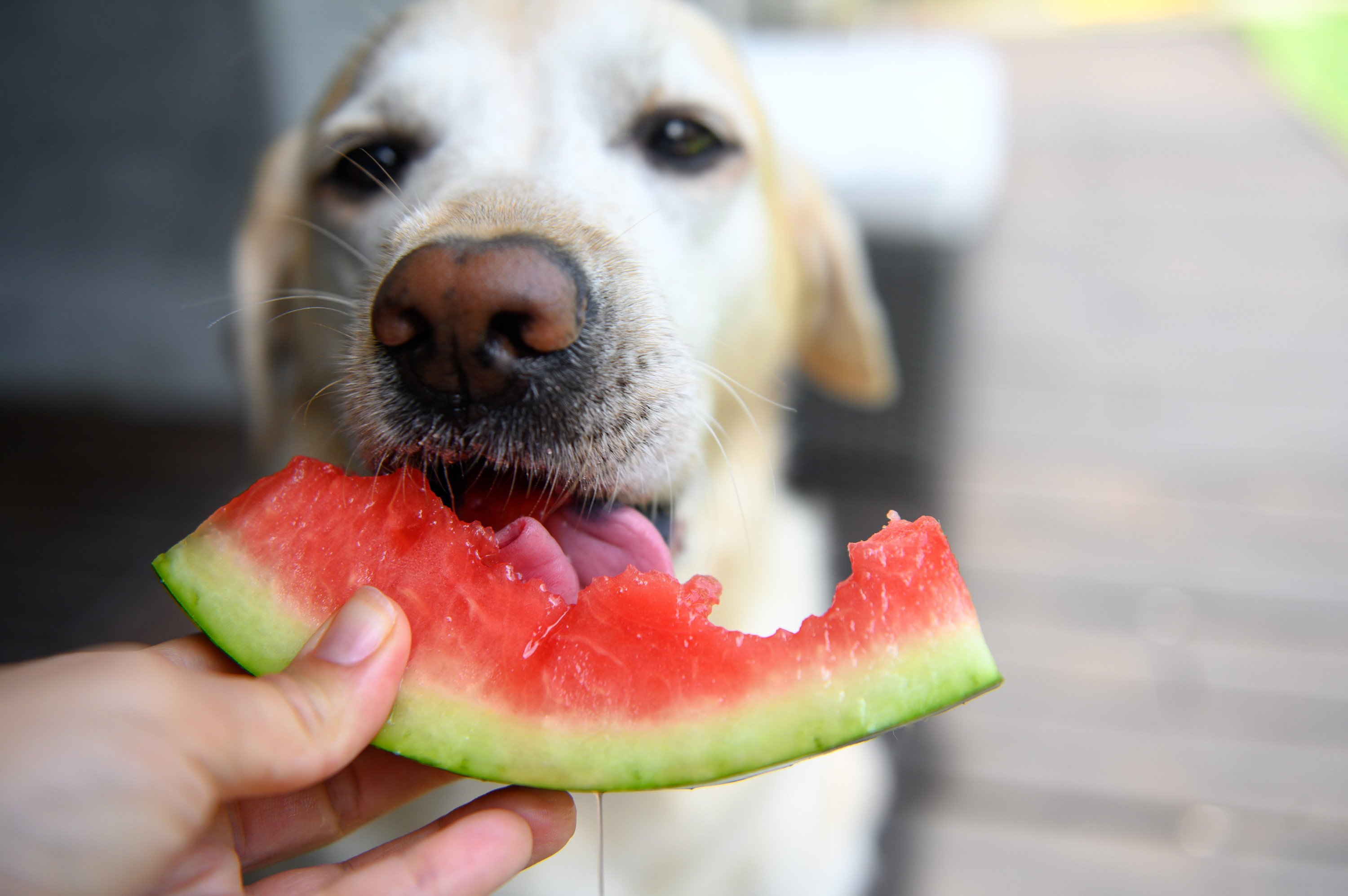 犬にスイカを与えても大丈夫？