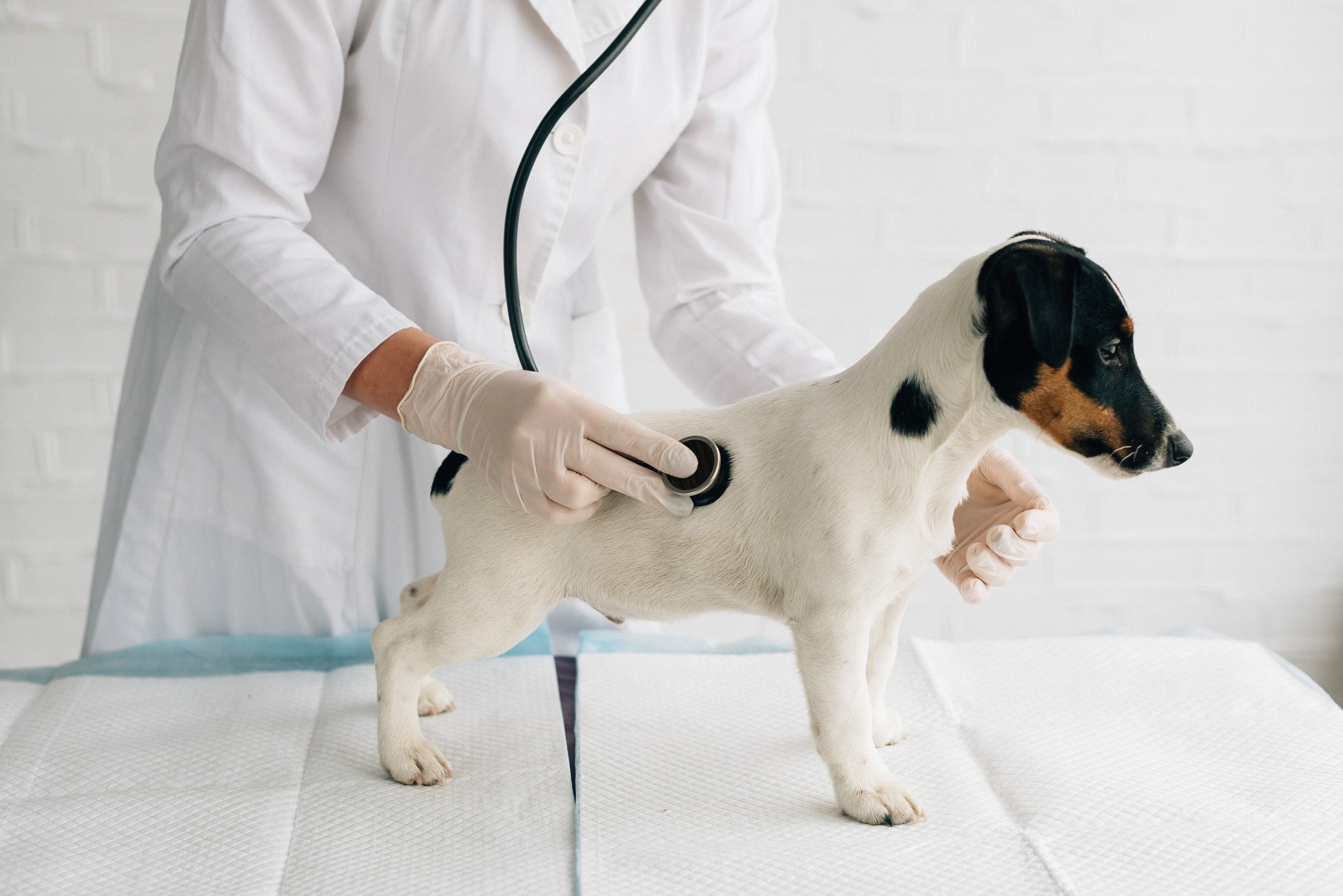 犬の避妊・去勢手術で予防できる病気