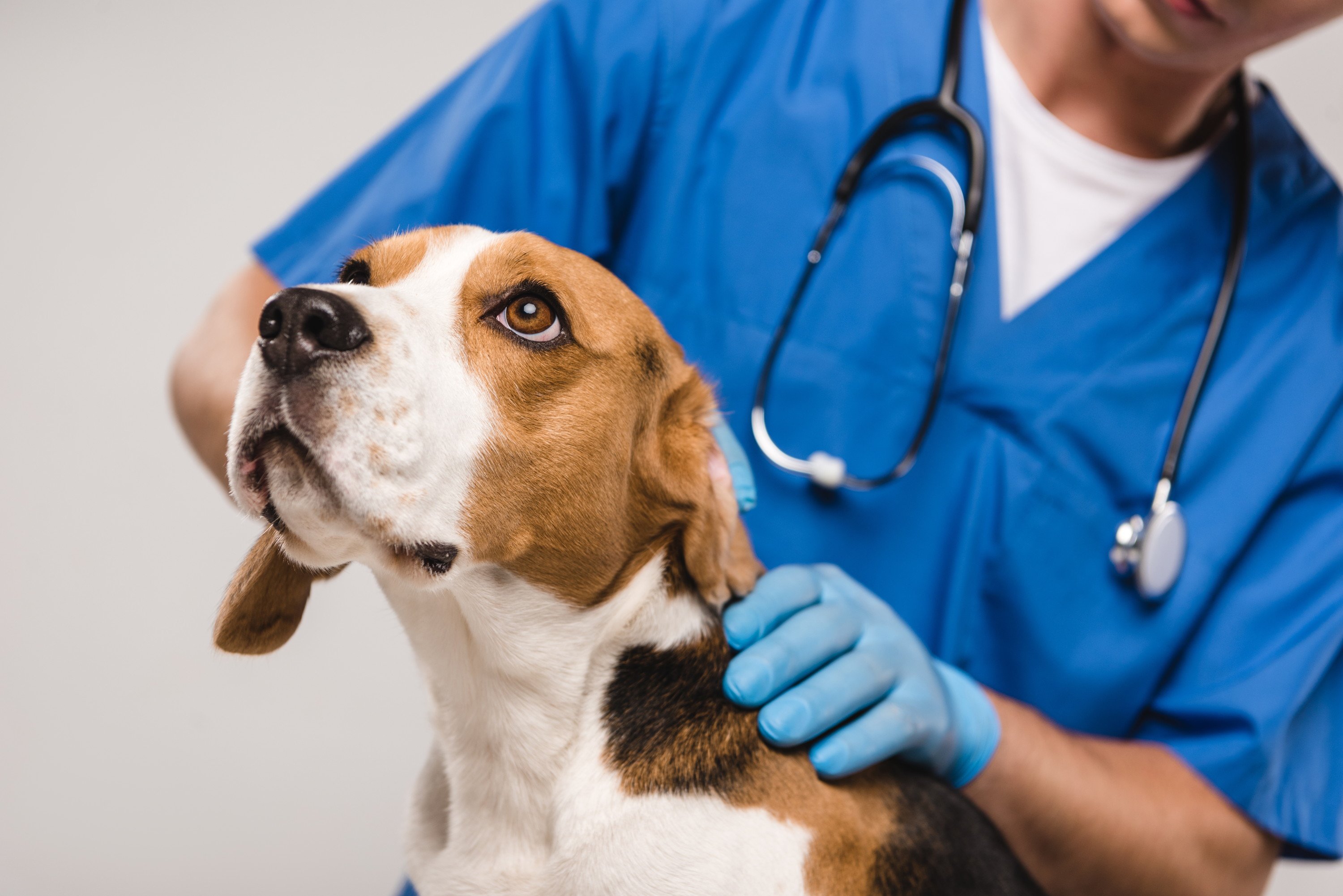 犬の避妊・去勢手術をする時期