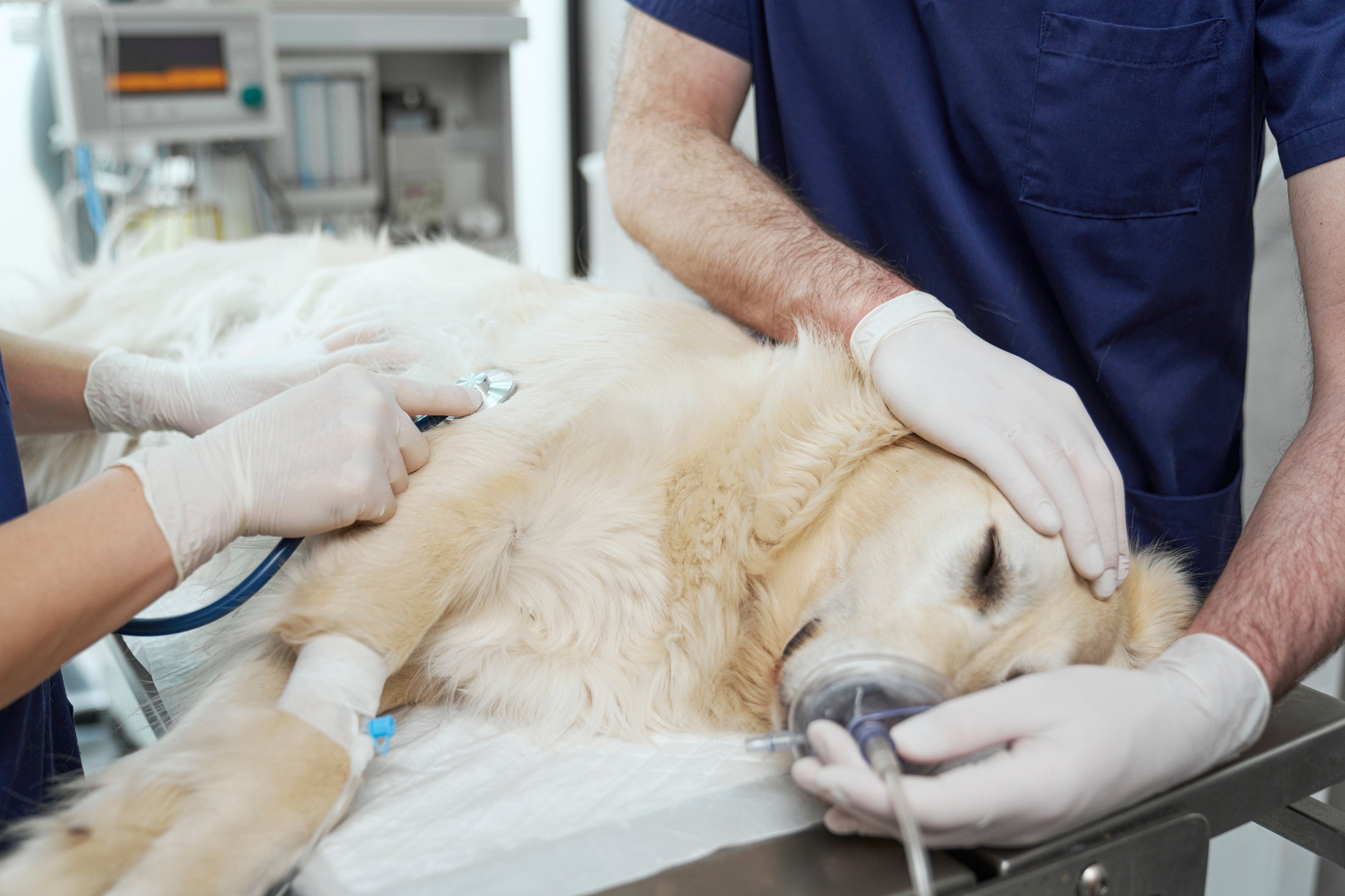 犬の避妊・去勢手術をする時期