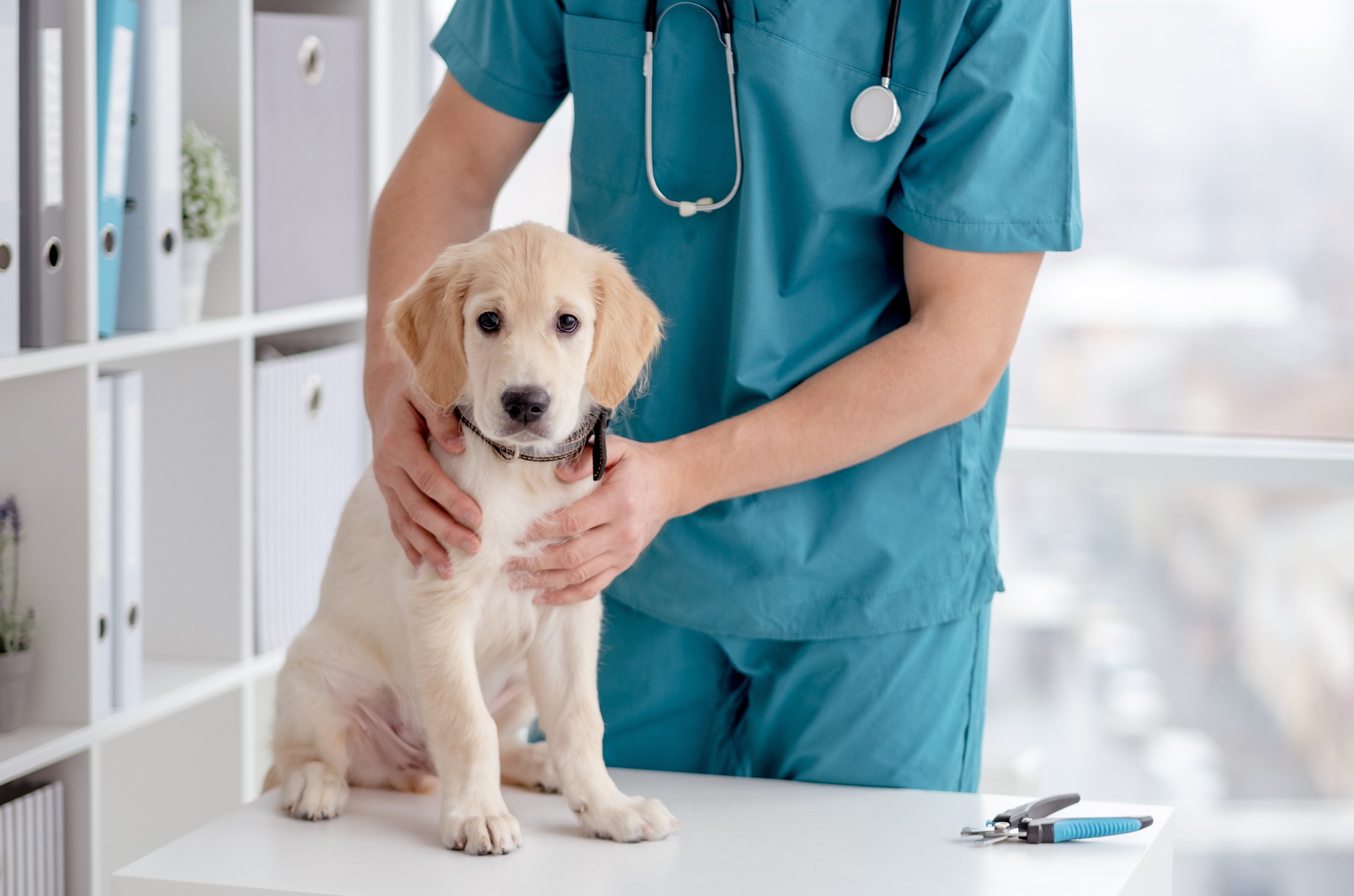 犬の避妊・去勢手術をする時期