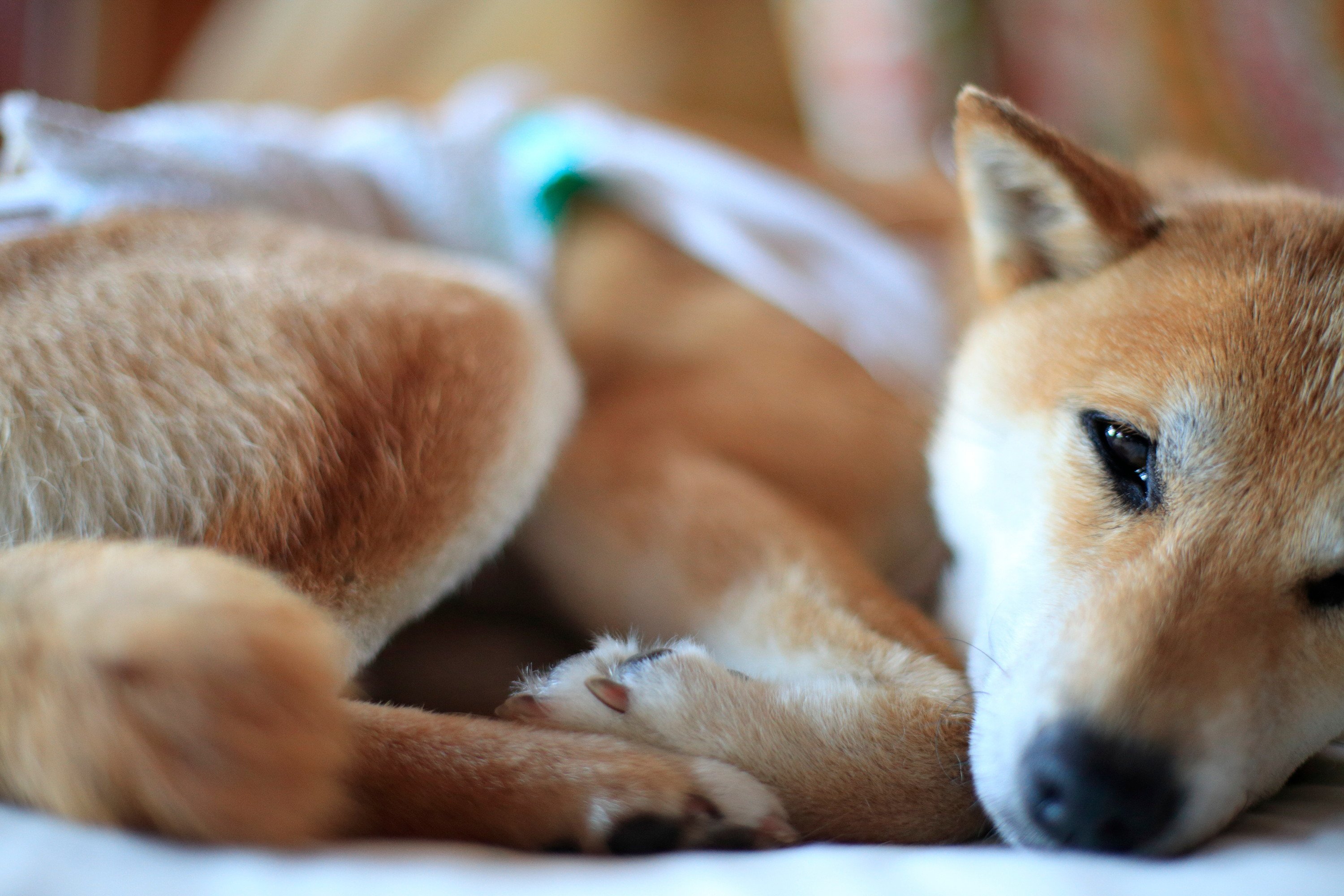 犬の避妊・去勢手術をする時期