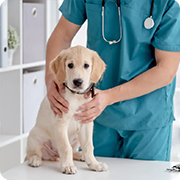 犬のコラムサムネイル
