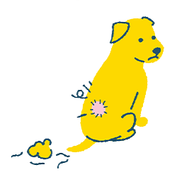 皮膚炎の犬