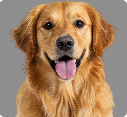 ゴールデンレトリバー（大型犬）