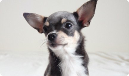 犬