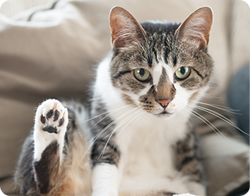 猫イメージ