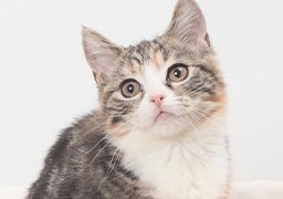 猫イメージ