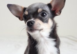 犬イメージ