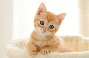 猫イメージ