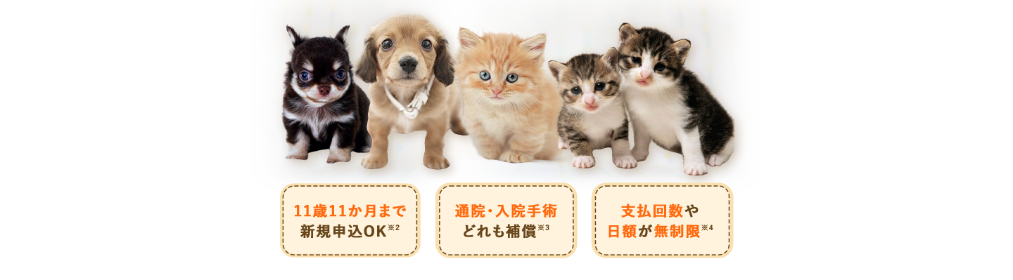 11歳11か月まで新規申込OK！※2　通院・入院手術どれも補償※3　支払回数や日額が無制限※4